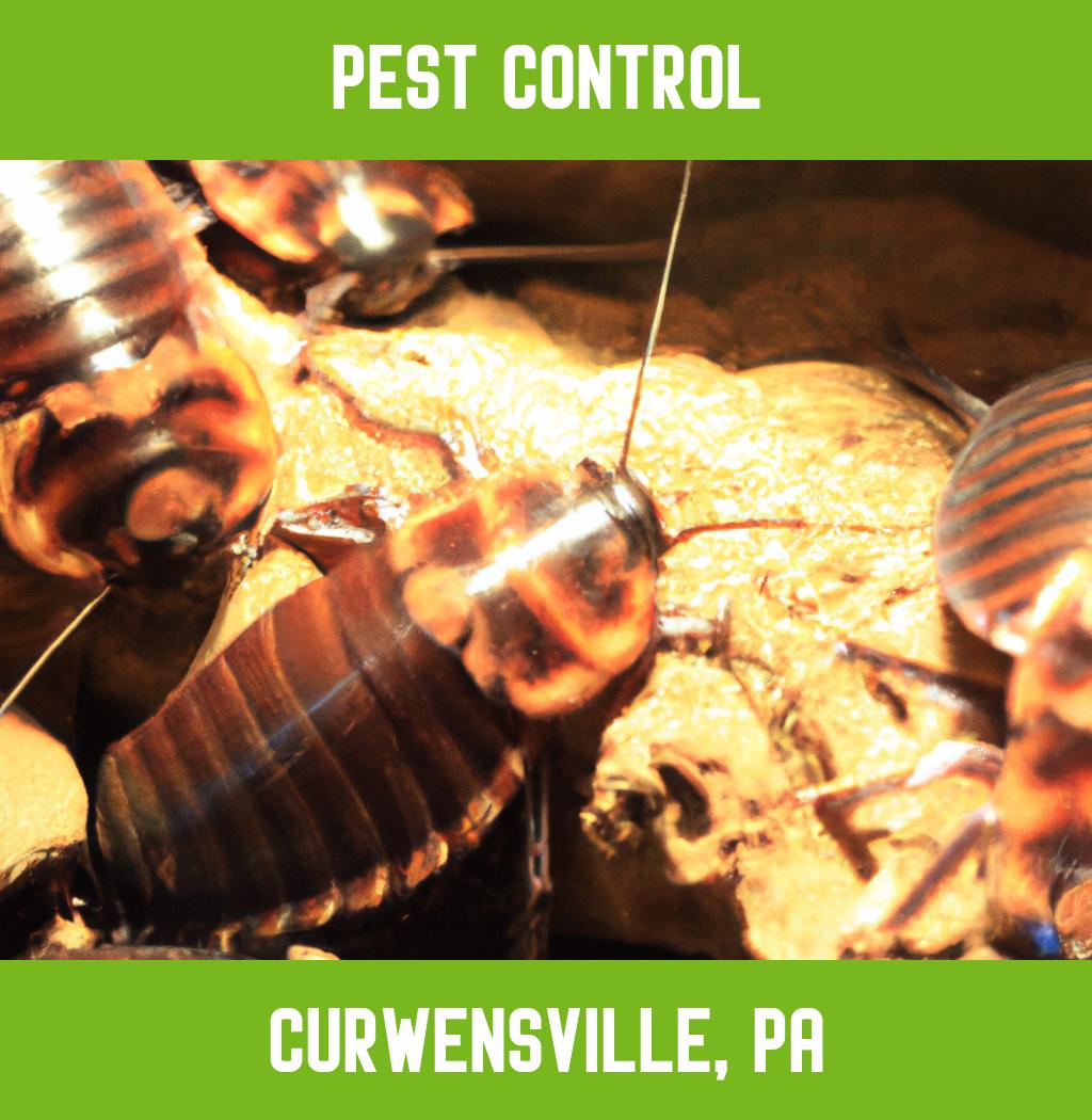 pest control in Curwensville Pennsylvania