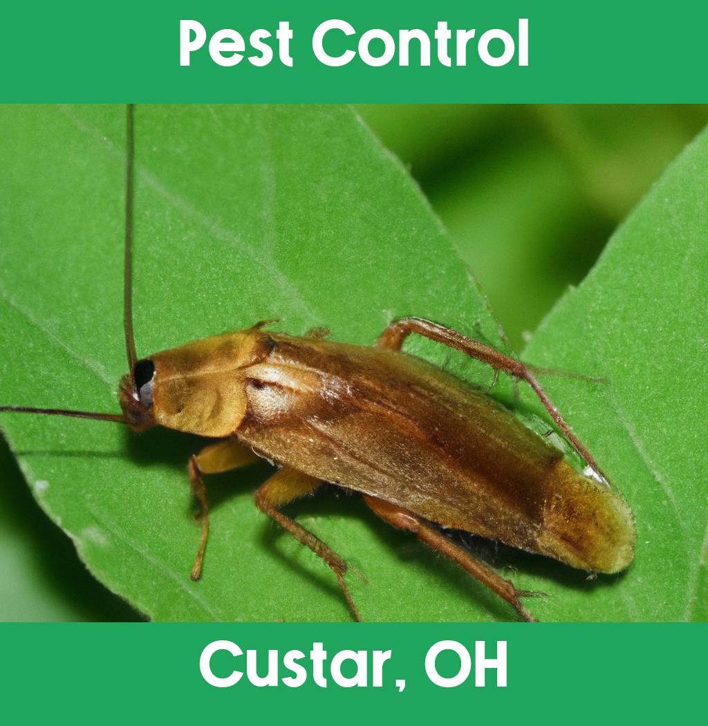 pest control in Custar Ohio
