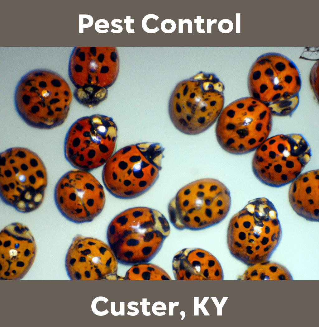 pest control in Custer Kentucky