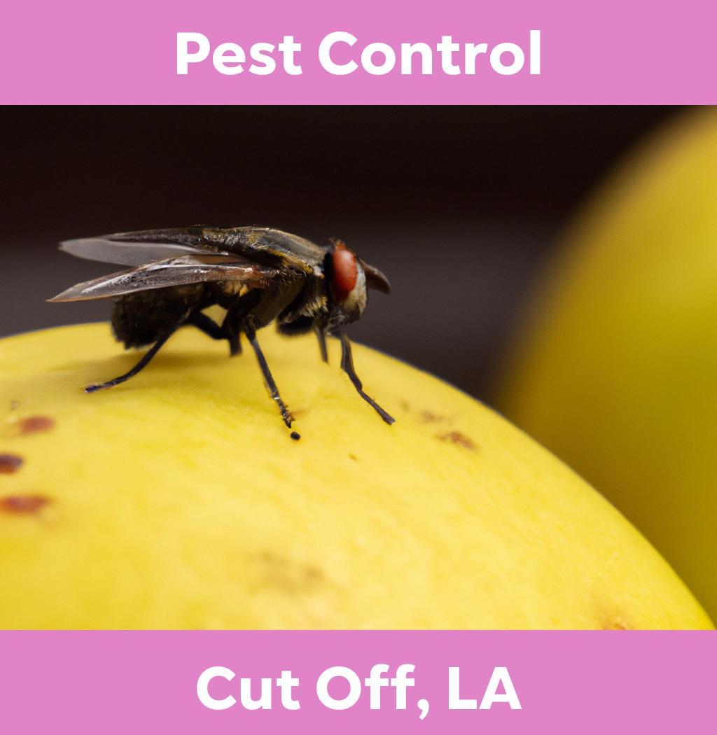 pest control in Cut Off Louisiana