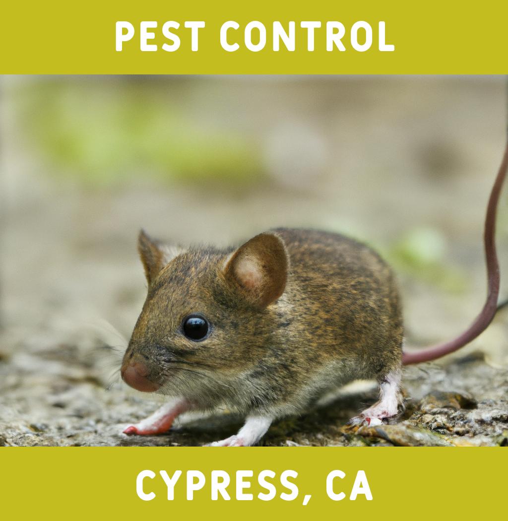 pest control in Cypress California