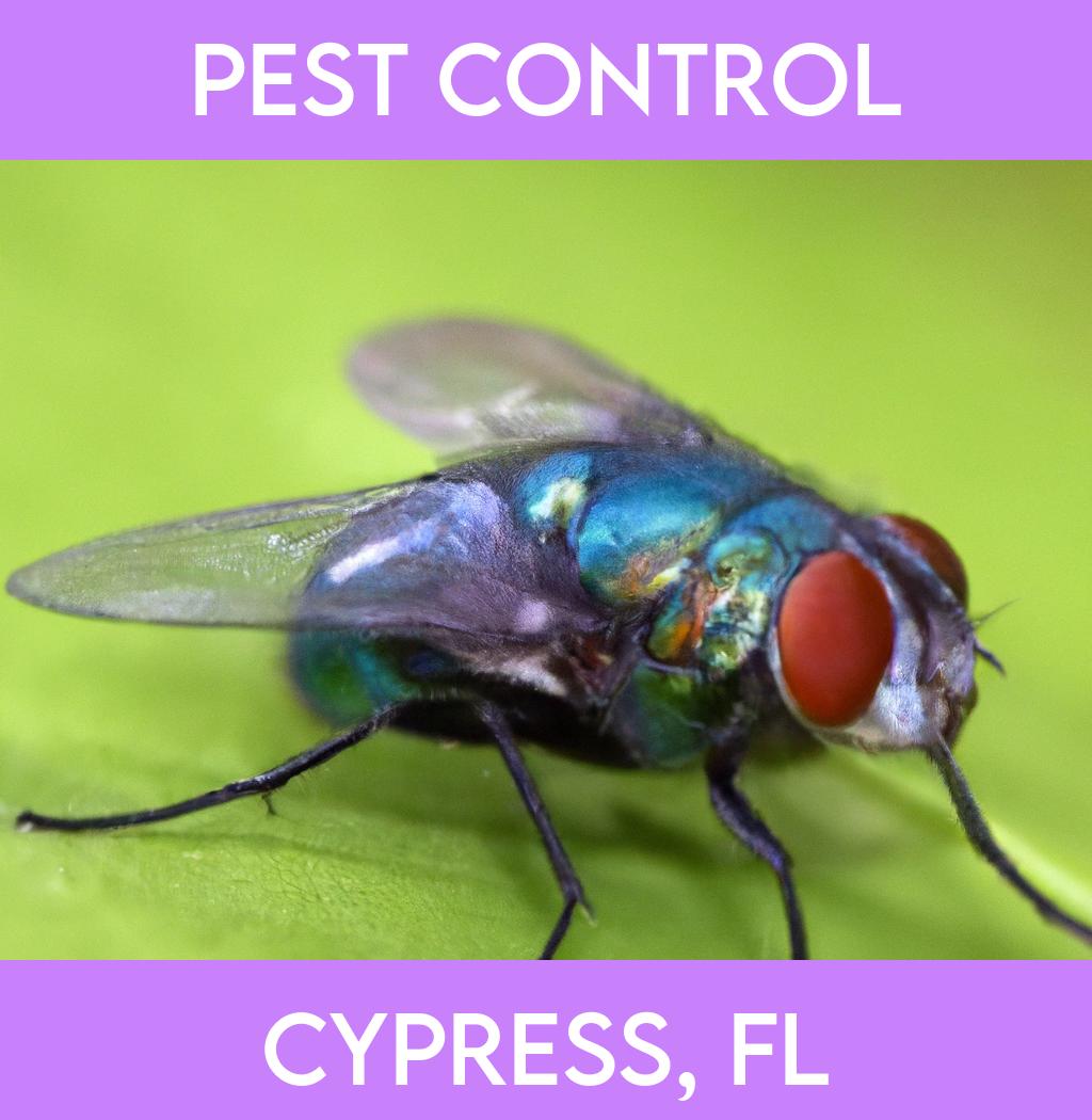 pest control in Cypress Florida