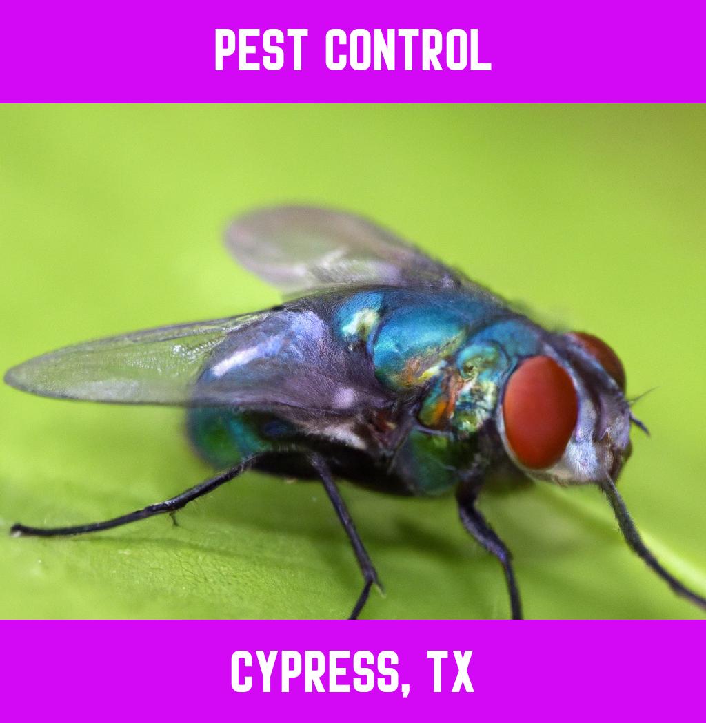 pest control in Cypress Texas