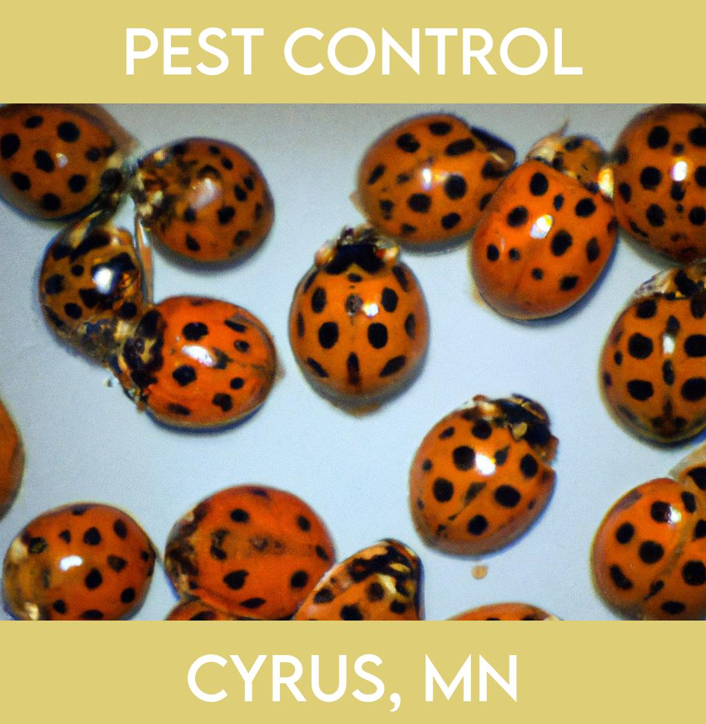 pest control in Cyrus Minnesota