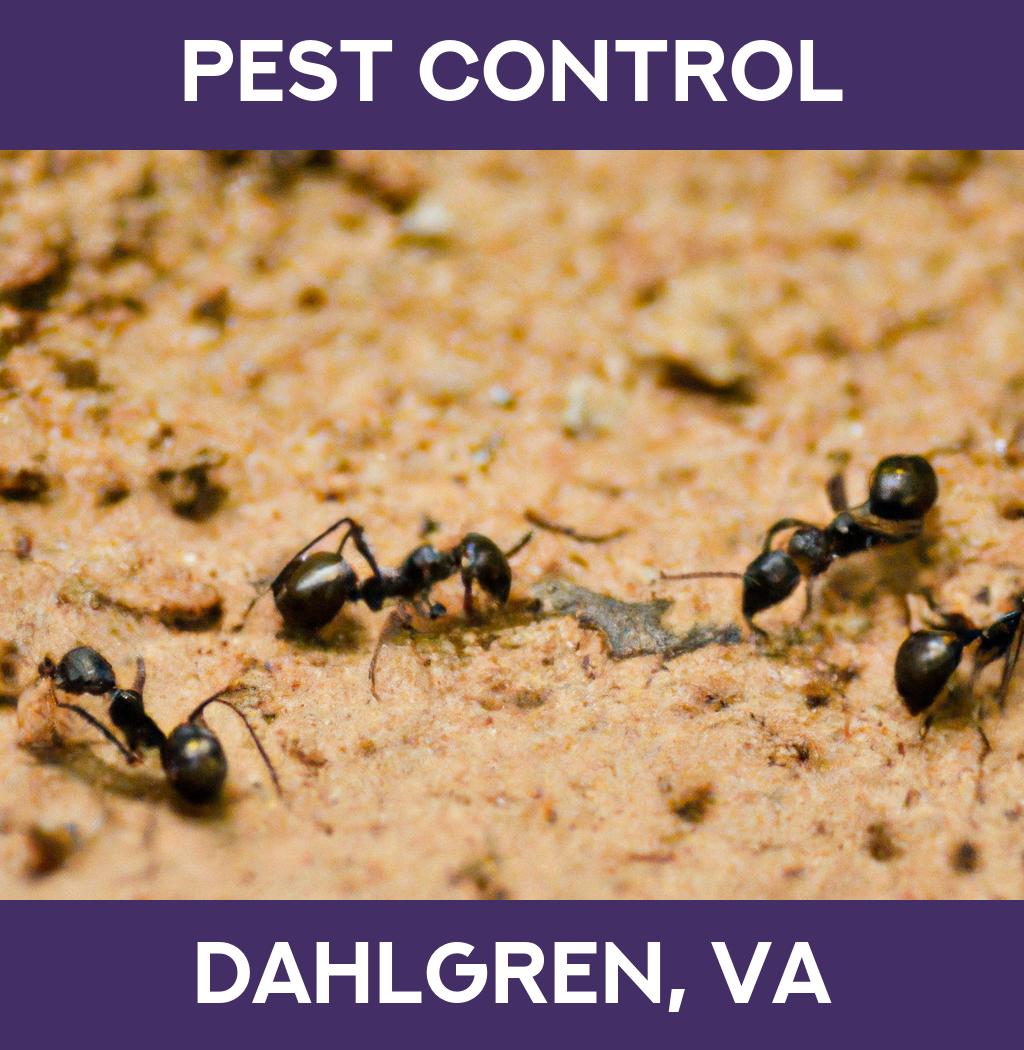 pest control in Dahlgren Virginia