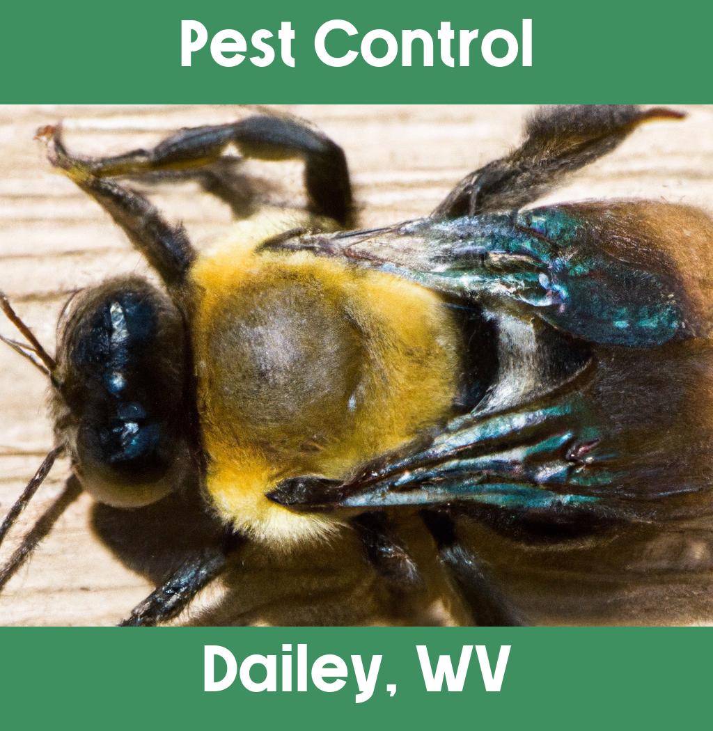 pest control in Dailey West Virginia