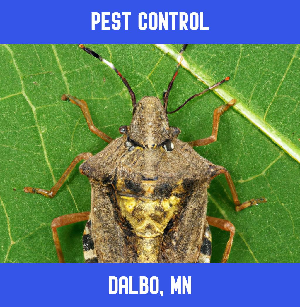 pest control in Dalbo Minnesota