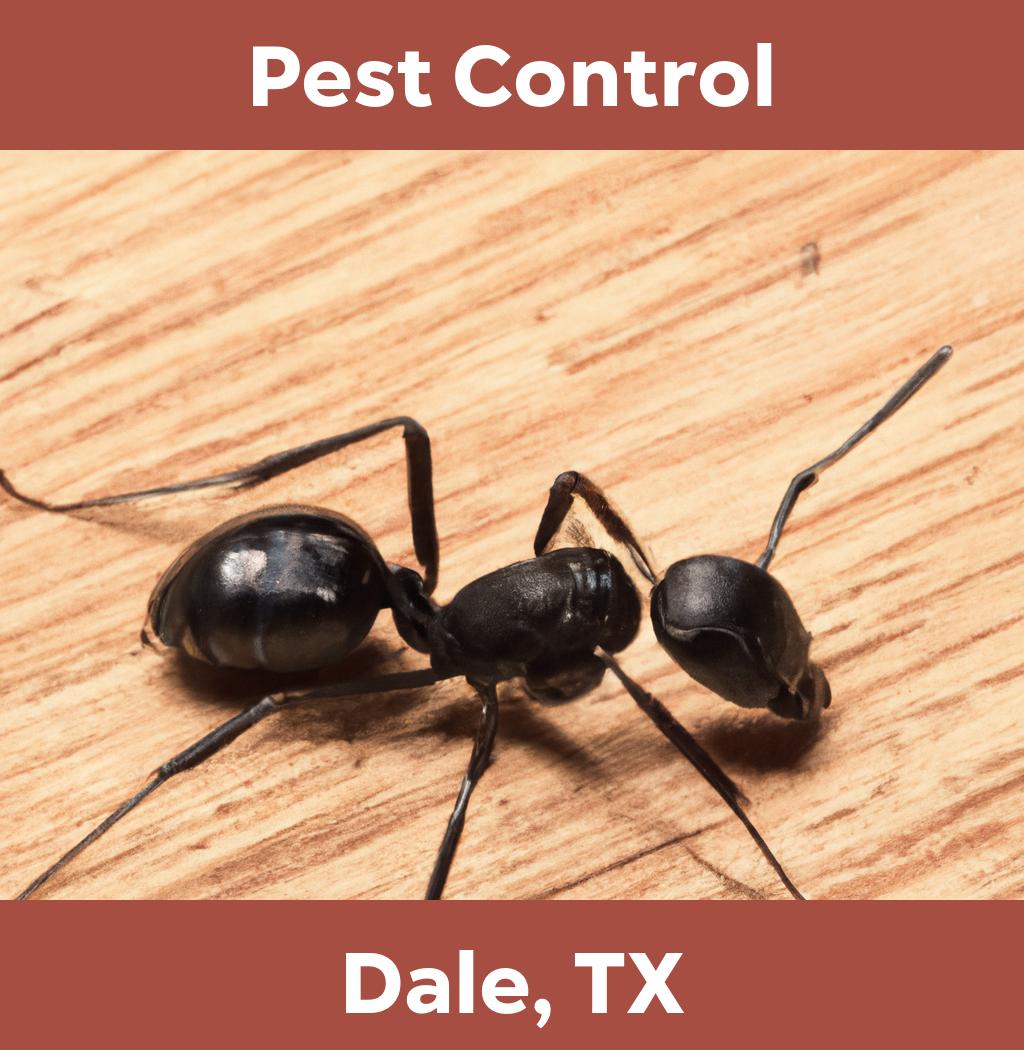 pest control in Dale Texas