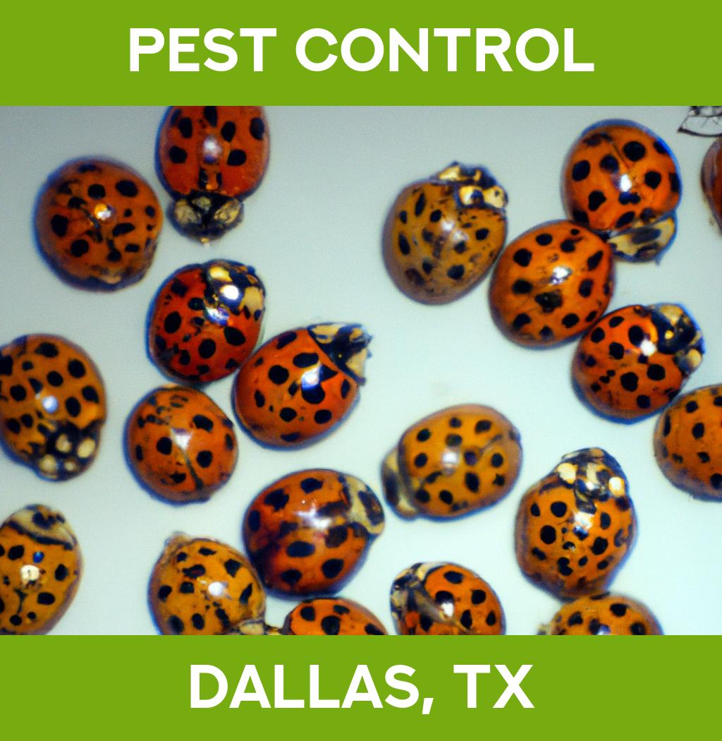 pest control in Dallas Texas