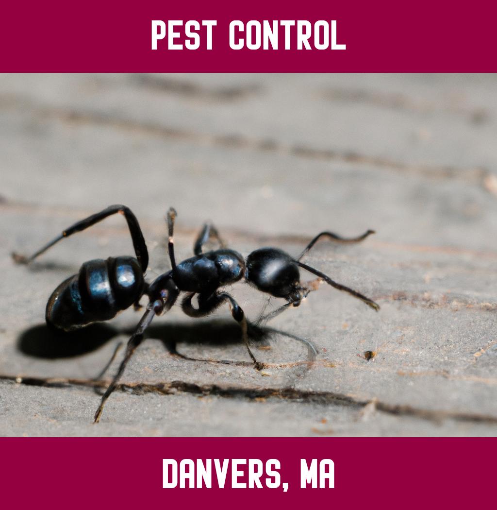 pest control in Danvers Massachusetts