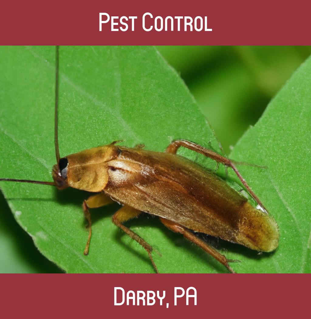 pest control in Darby Pennsylvania