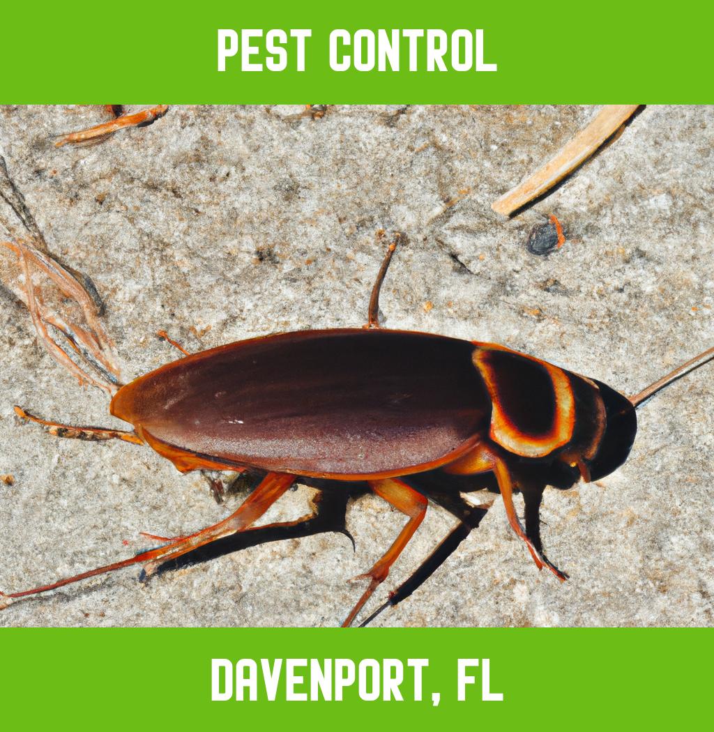 pest control in Davenport Florida