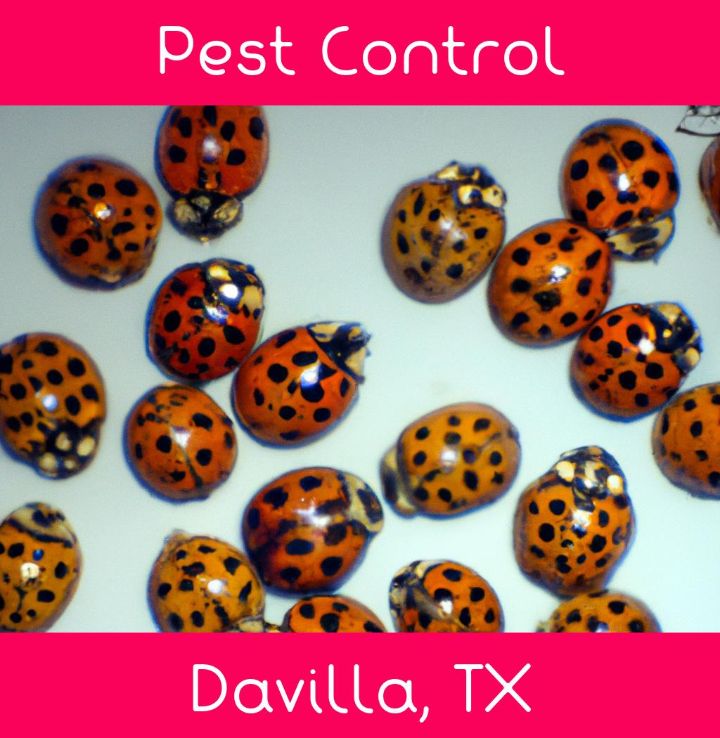 pest control in Davilla Texas