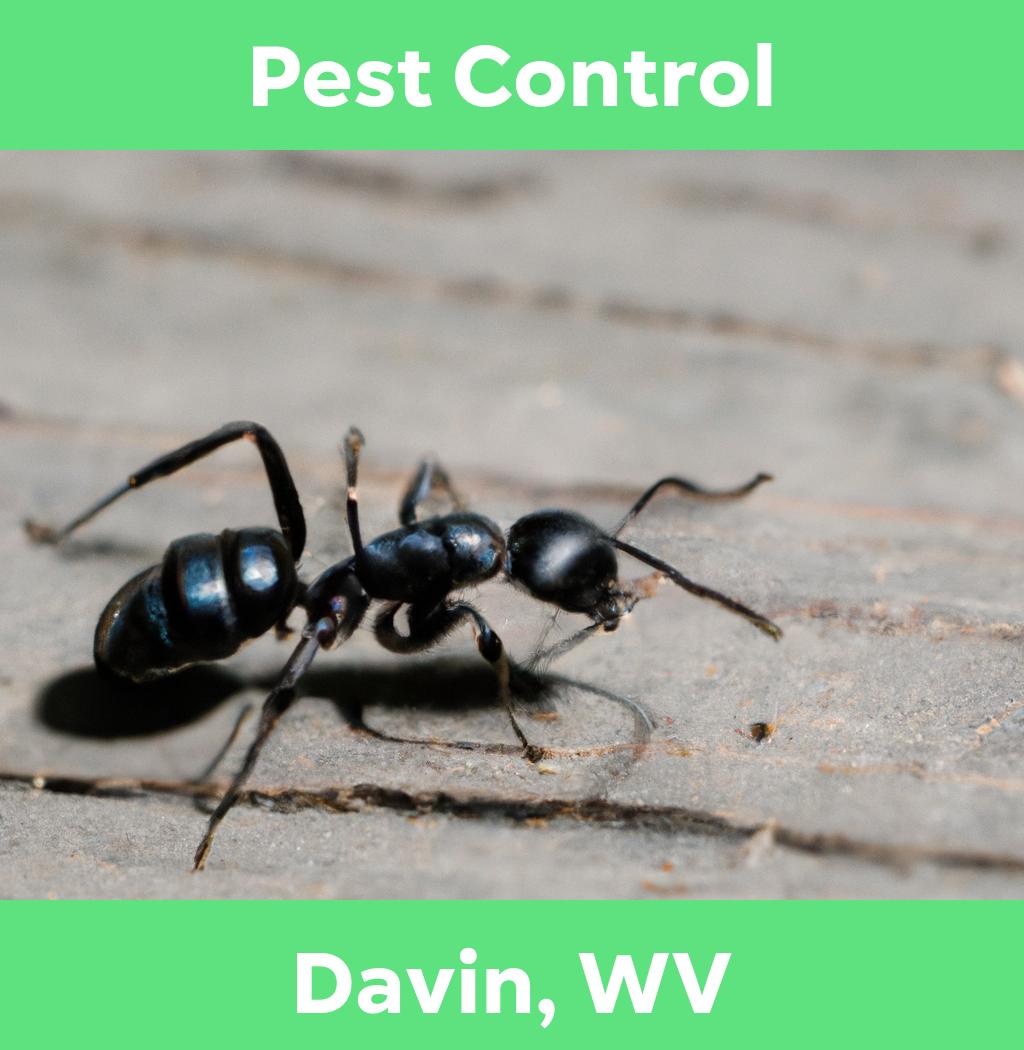 pest control in Davin West Virginia