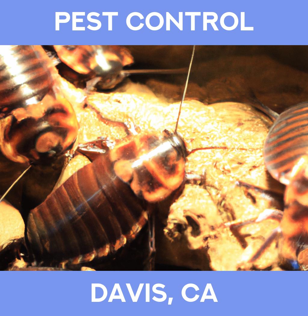 pest control in Davis California