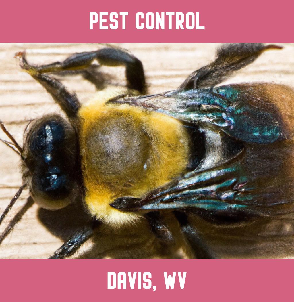 pest control in Davis West Virginia