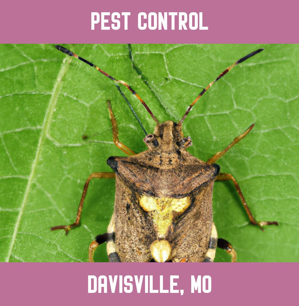 pest control in Davisville Missouri