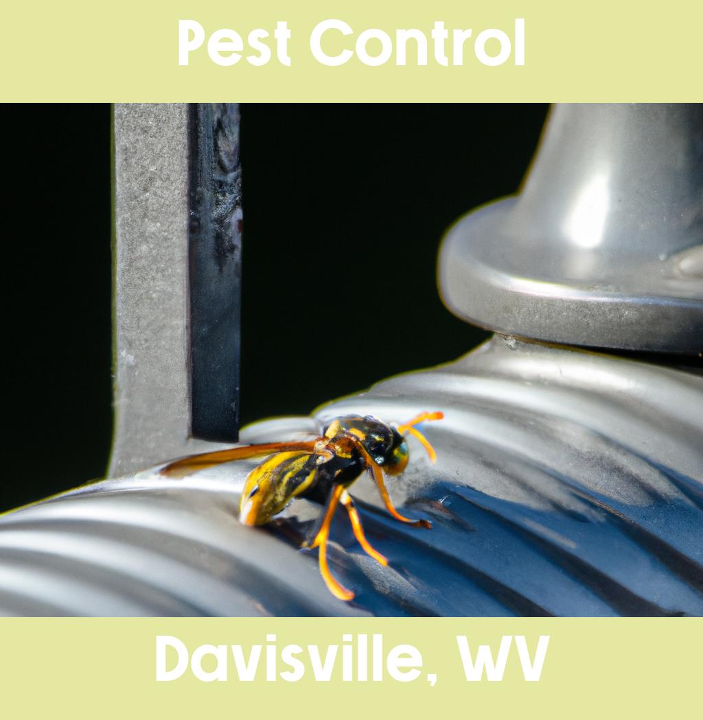pest control in Davisville West Virginia