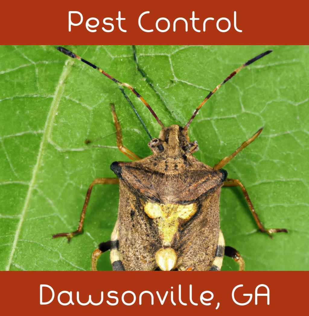 pest control in Dawsonville Georgia