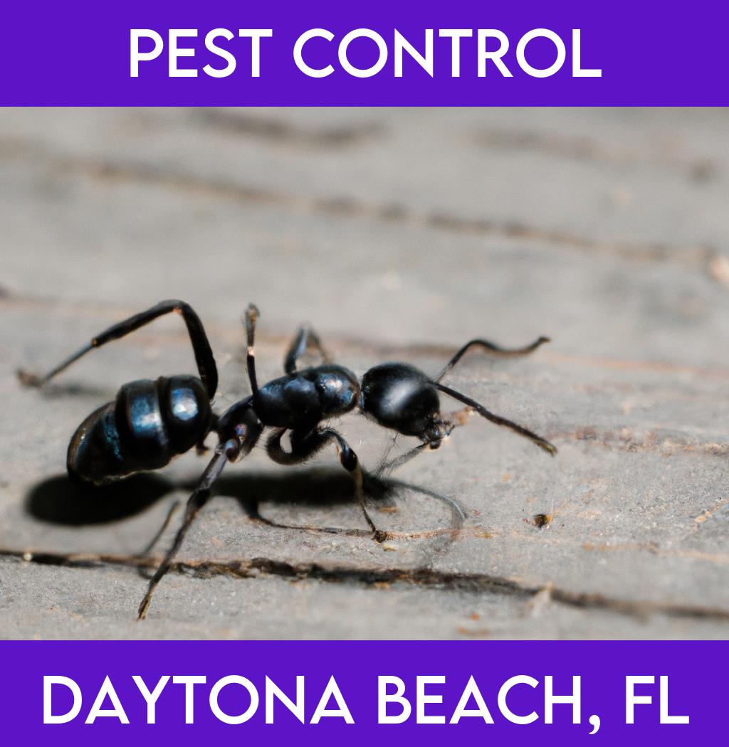 pest control in Daytona Beach Florida