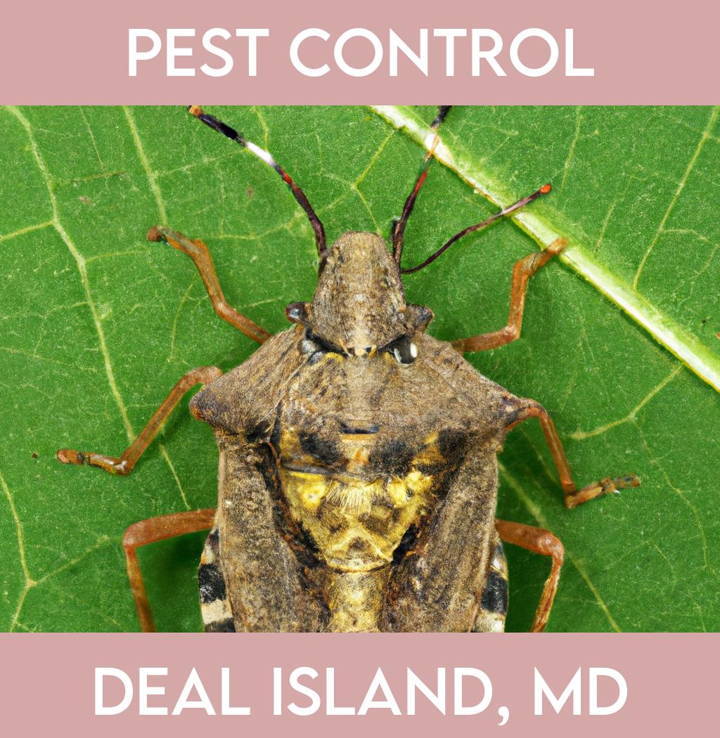 pest control in Deal Island Maryland
