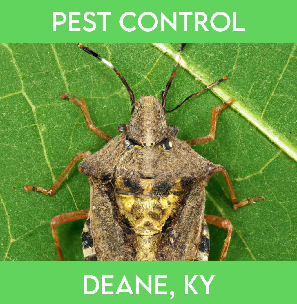 pest control in Deane Kentucky