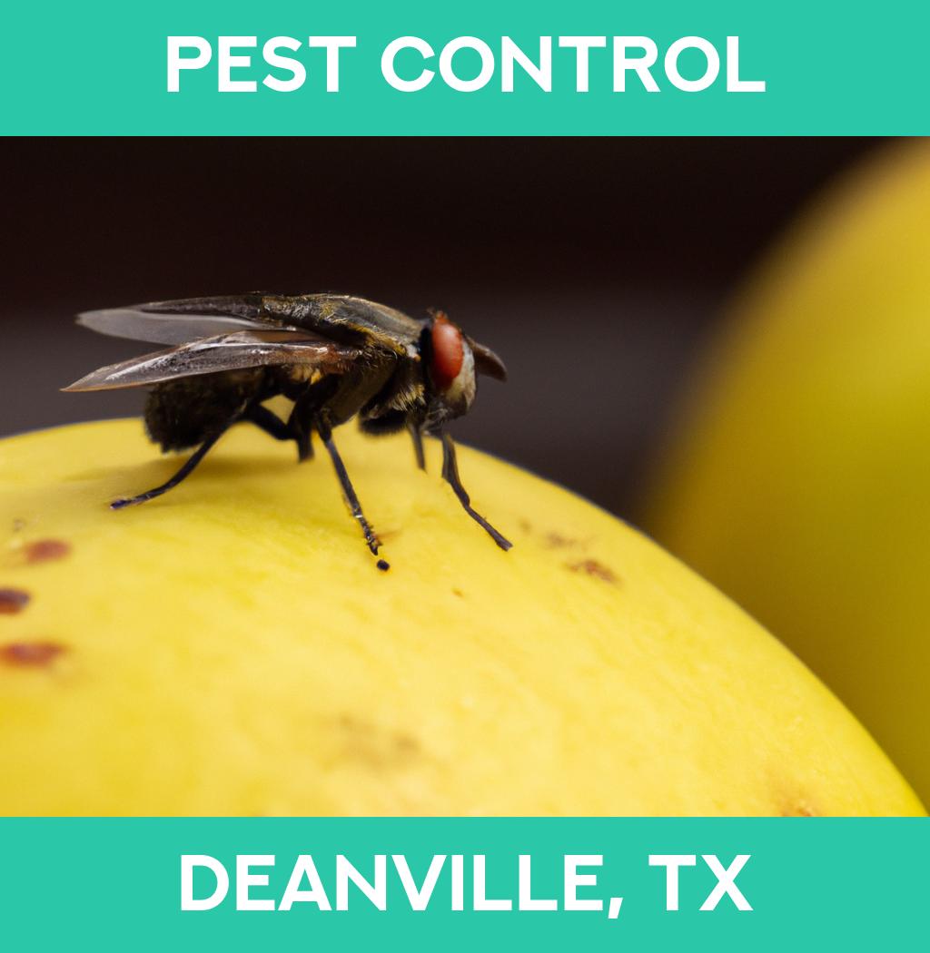 pest control in Deanville Texas