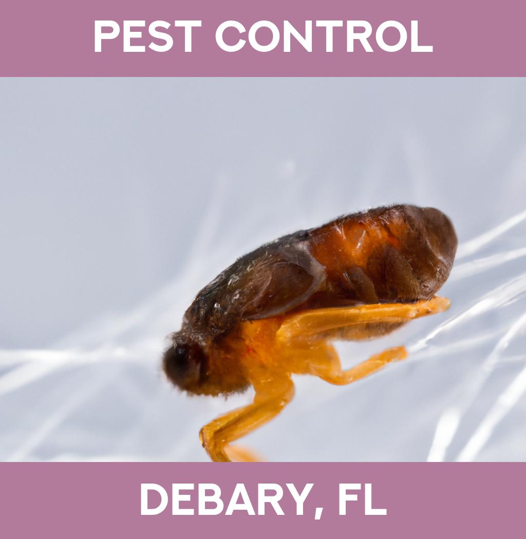 pest control in Debary Florida