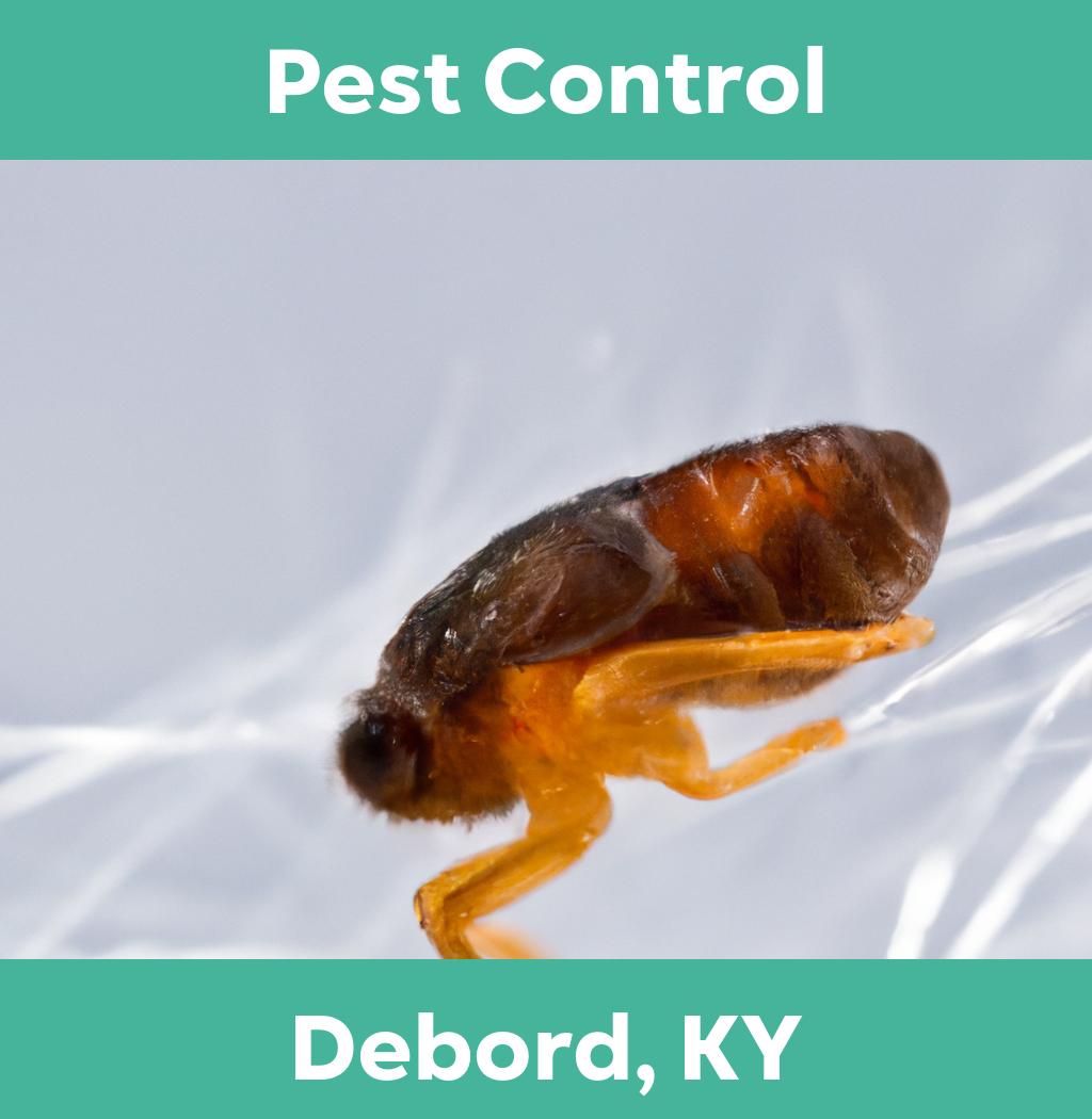 pest control in Debord Kentucky