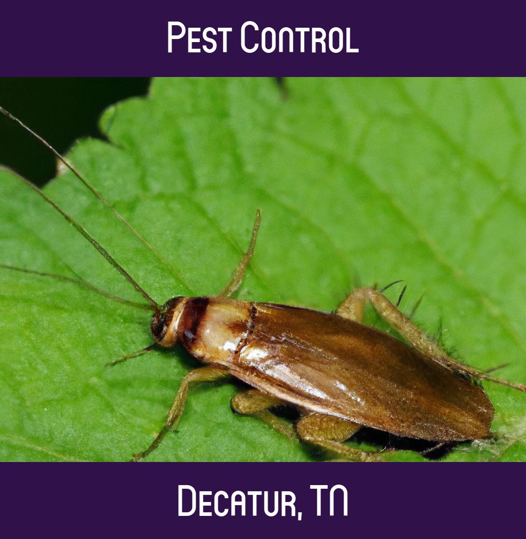 pest control in Decatur Tennessee