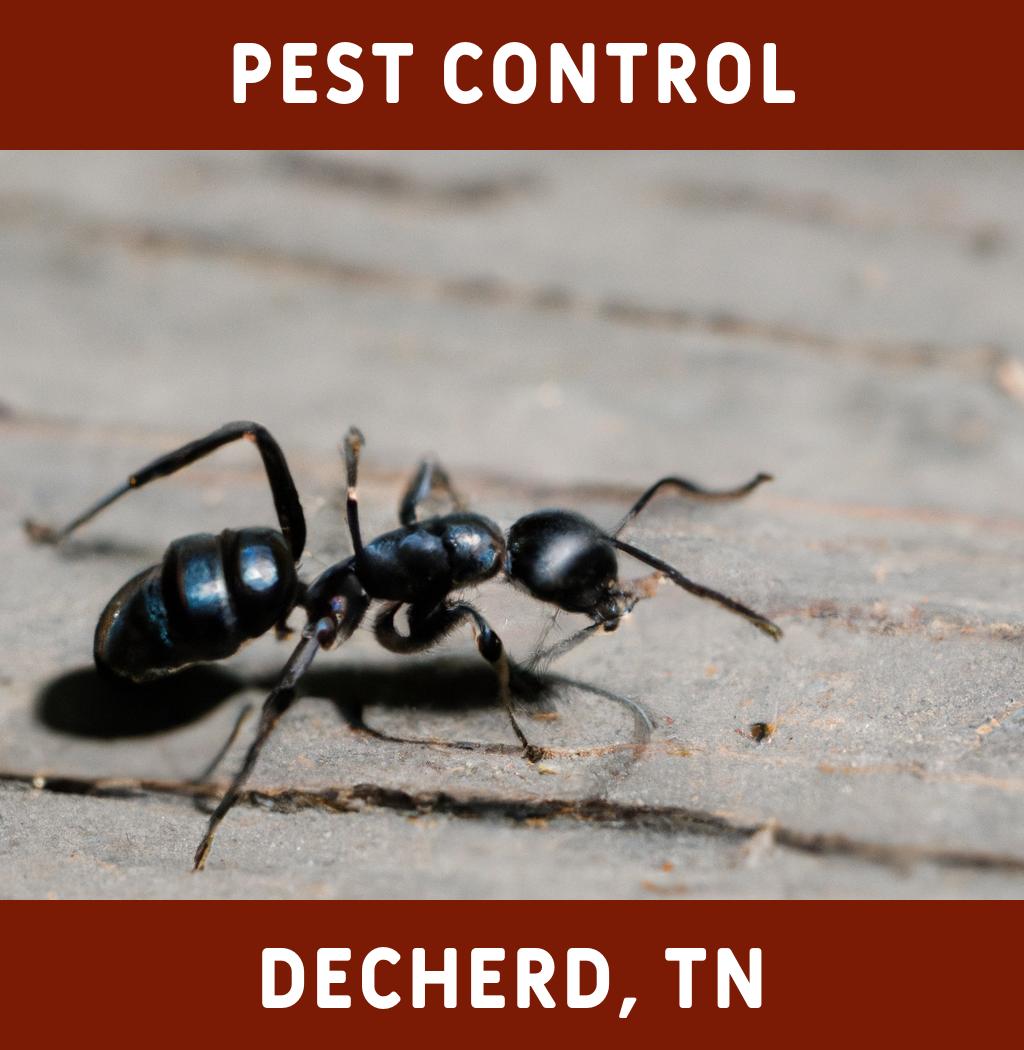 pest control in Decherd Tennessee