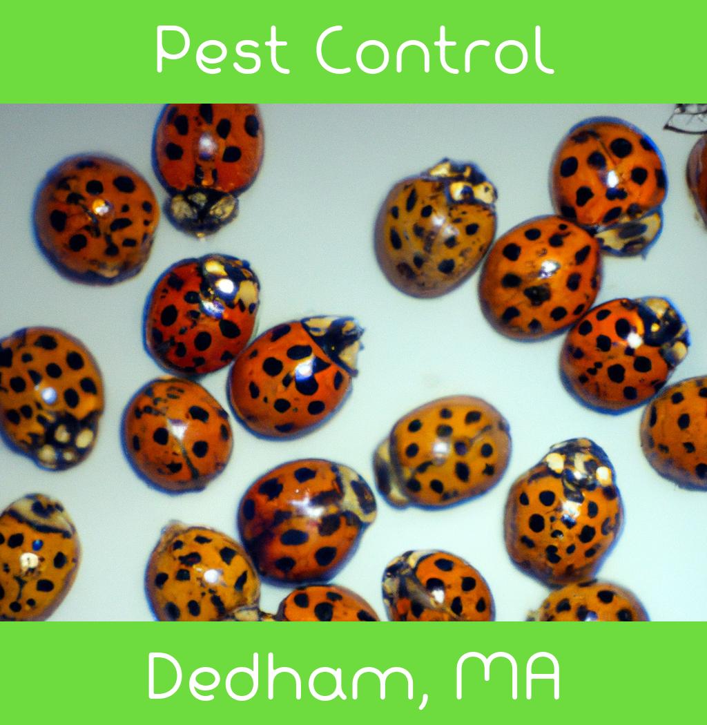 pest control in Dedham Massachusetts