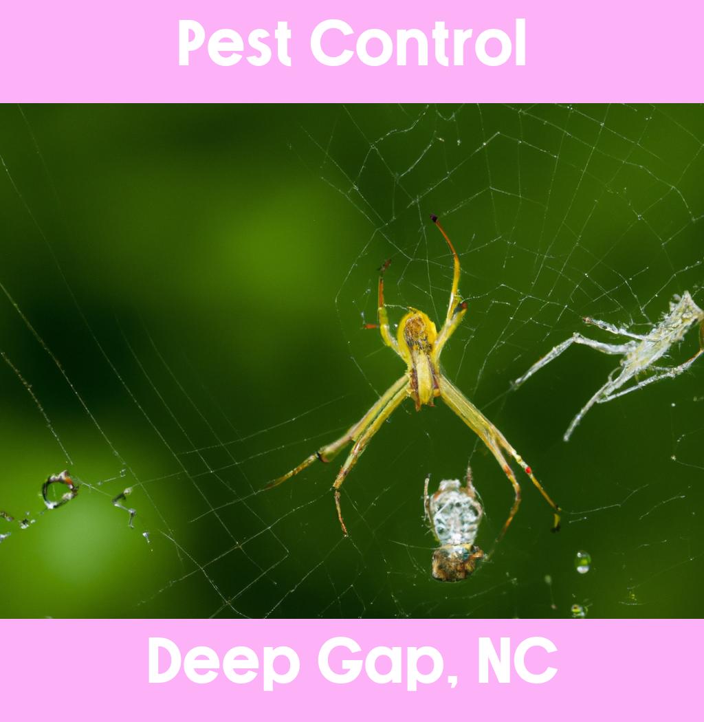 pest control in Deep Gap North Carolina