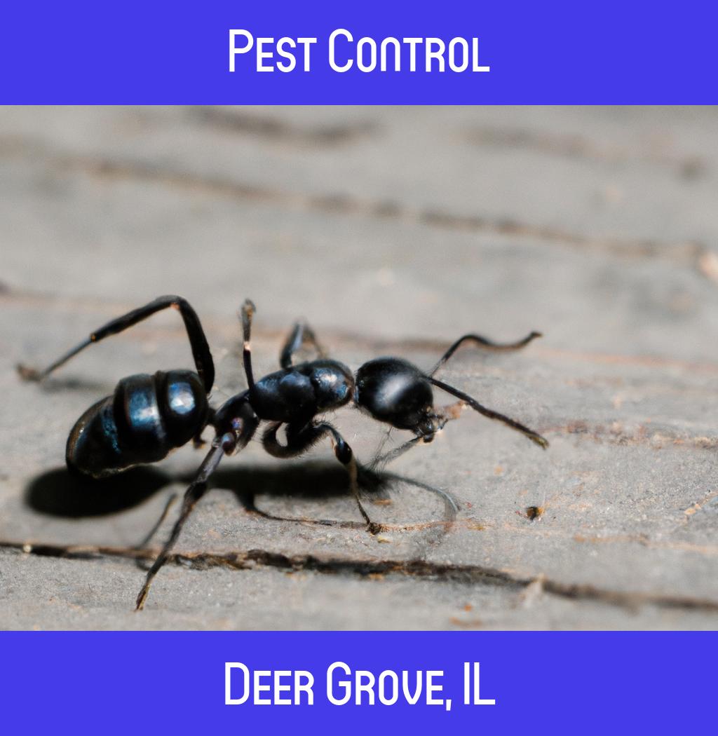 pest control in Deer Grove Illinois