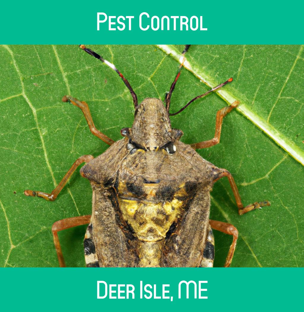 pest control in Deer Isle Maine