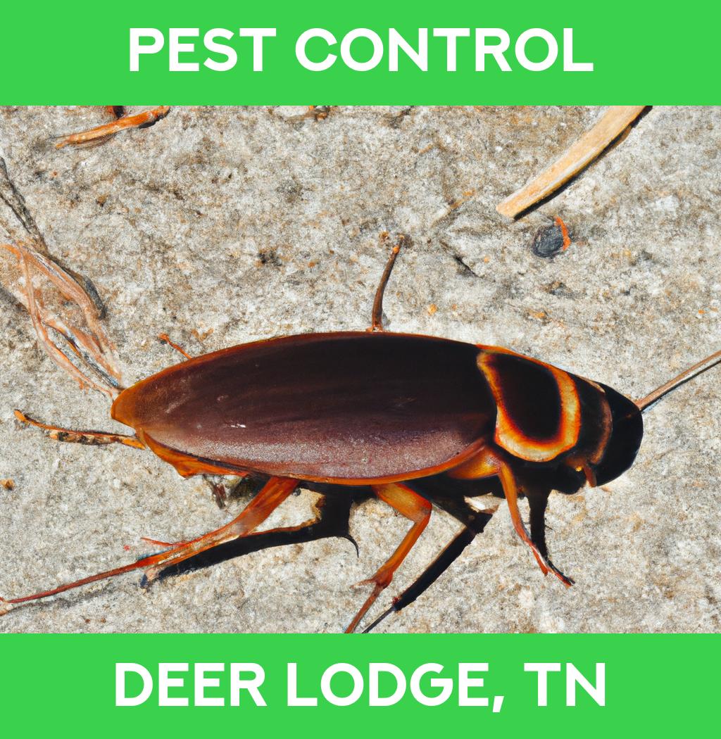 pest control in Deer Lodge Tennessee