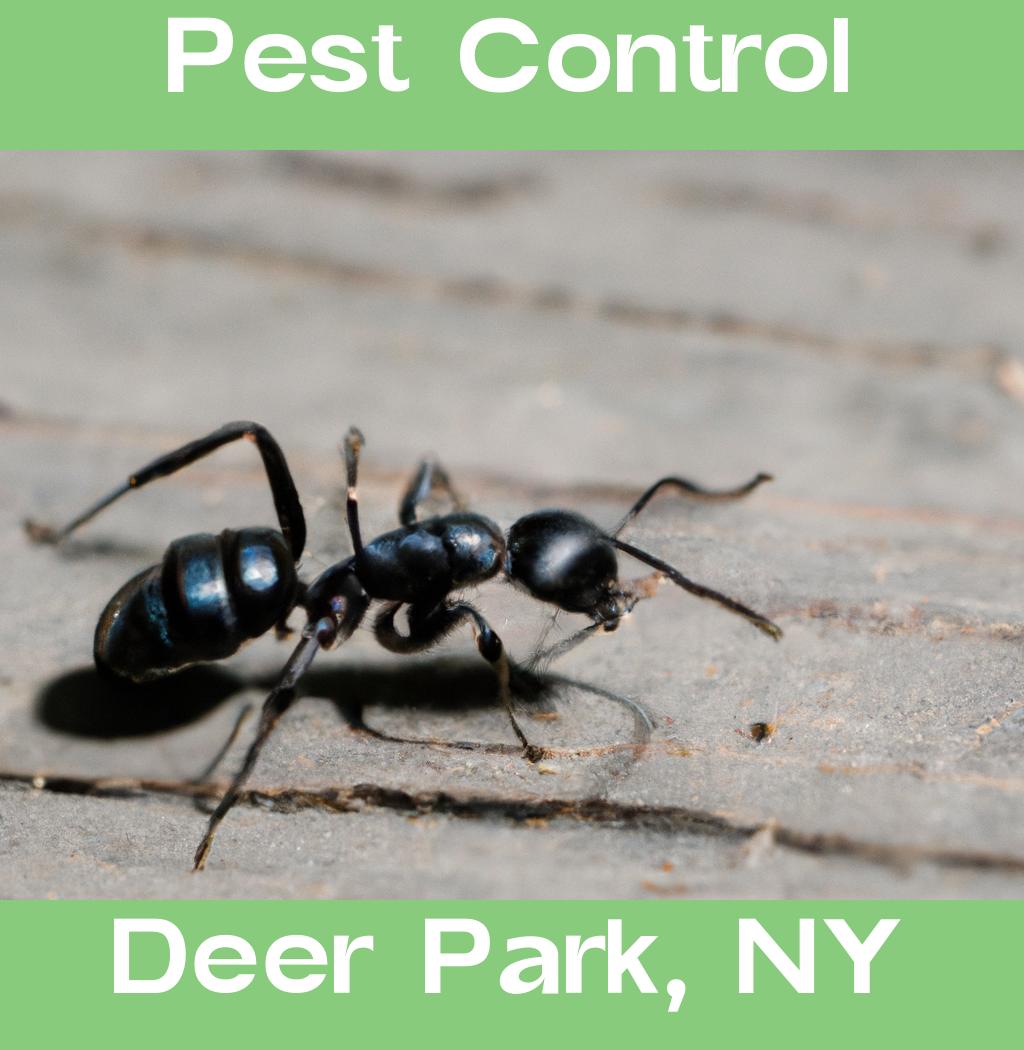 pest control in Deer Park New York