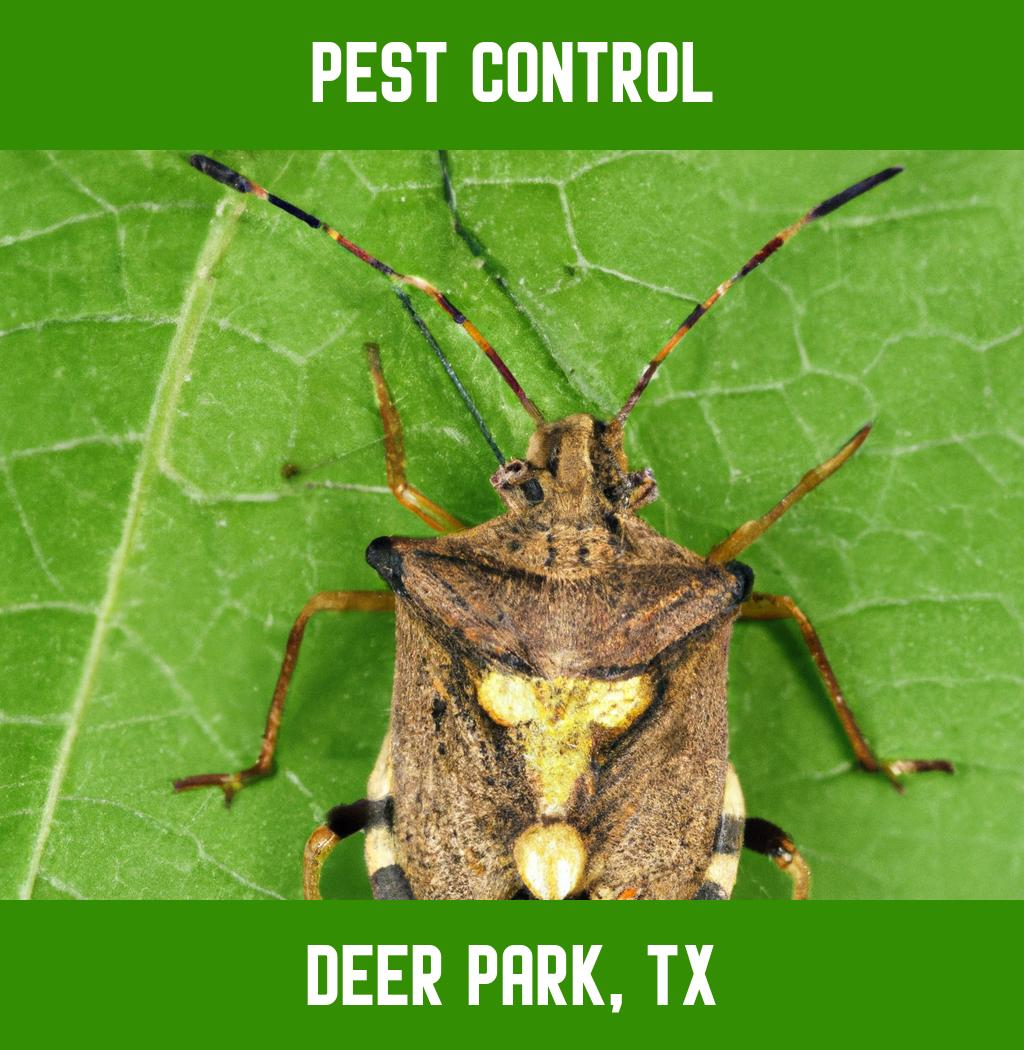 pest control in Deer Park Texas