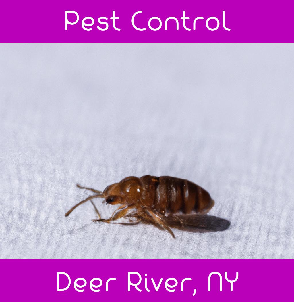 pest control in Deer River New York