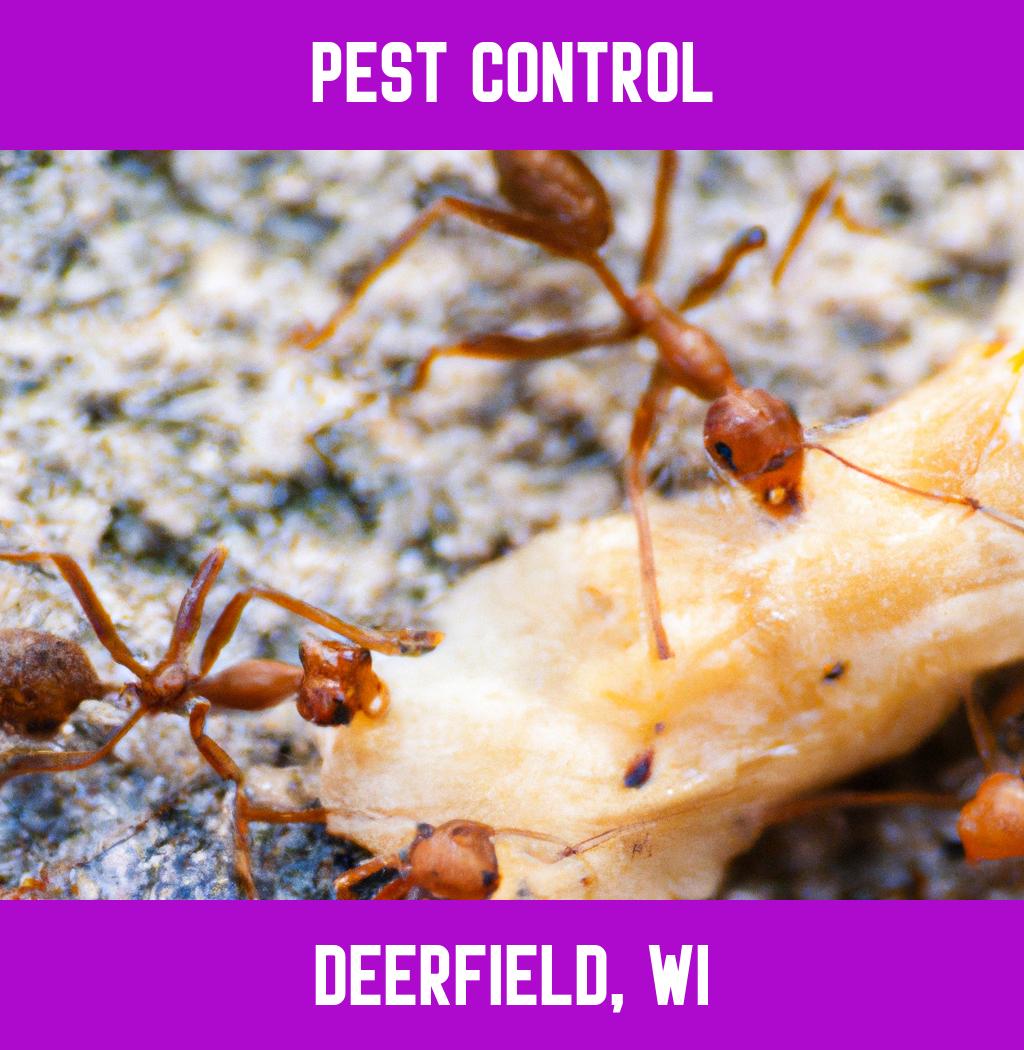 pest control in Deerfield Wisconsin