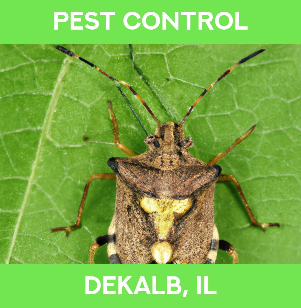 pest control in Dekalb Illinois