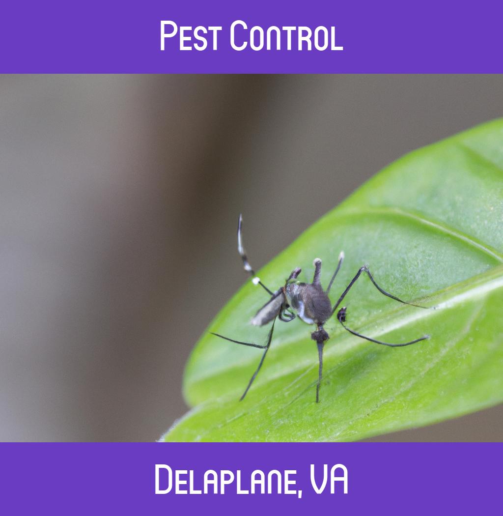 pest control in Delaplane Virginia