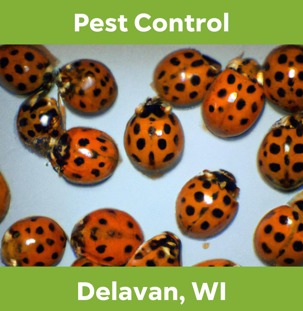 pest control in Delavan Wisconsin
