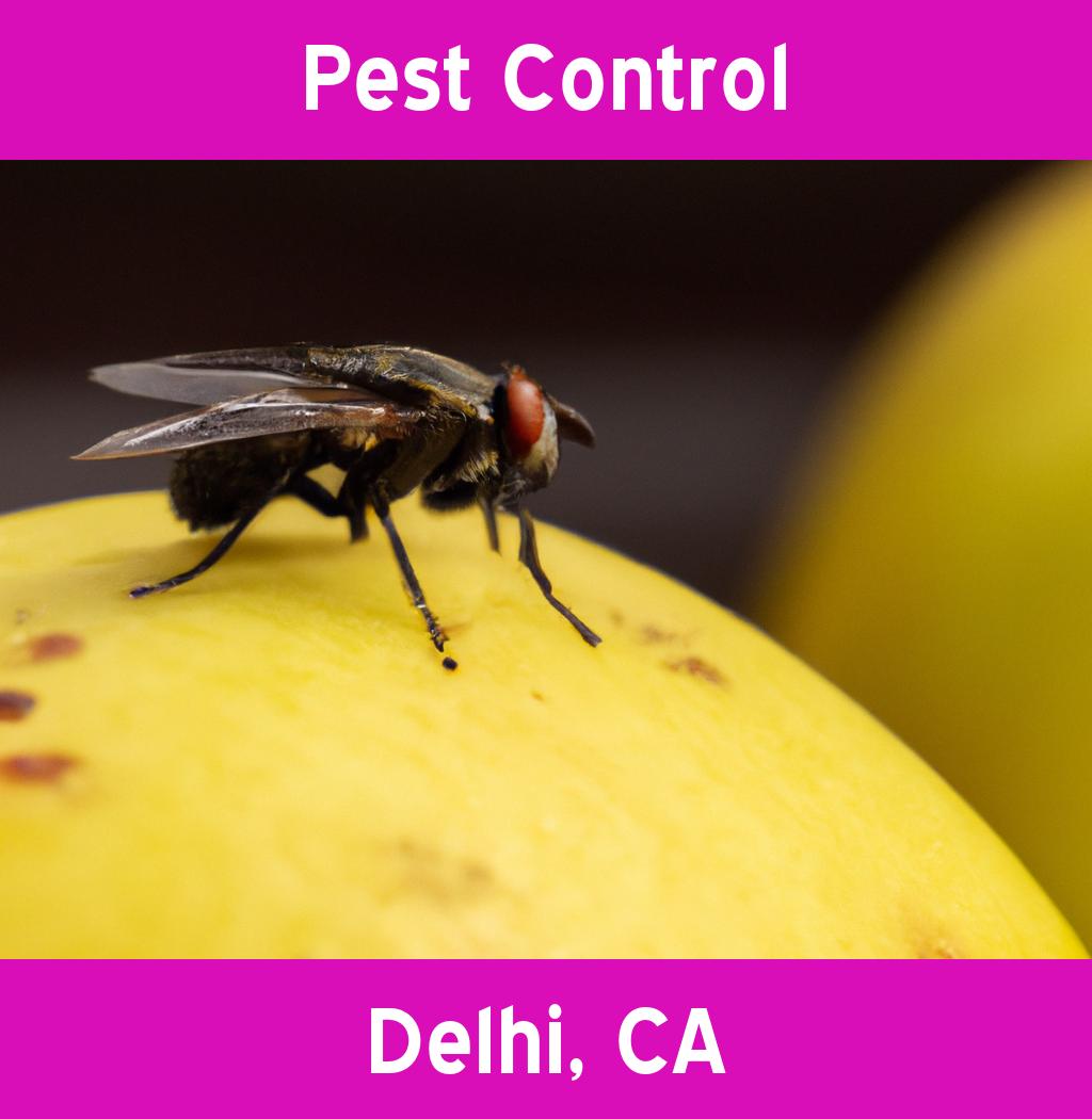 pest control in Delhi California