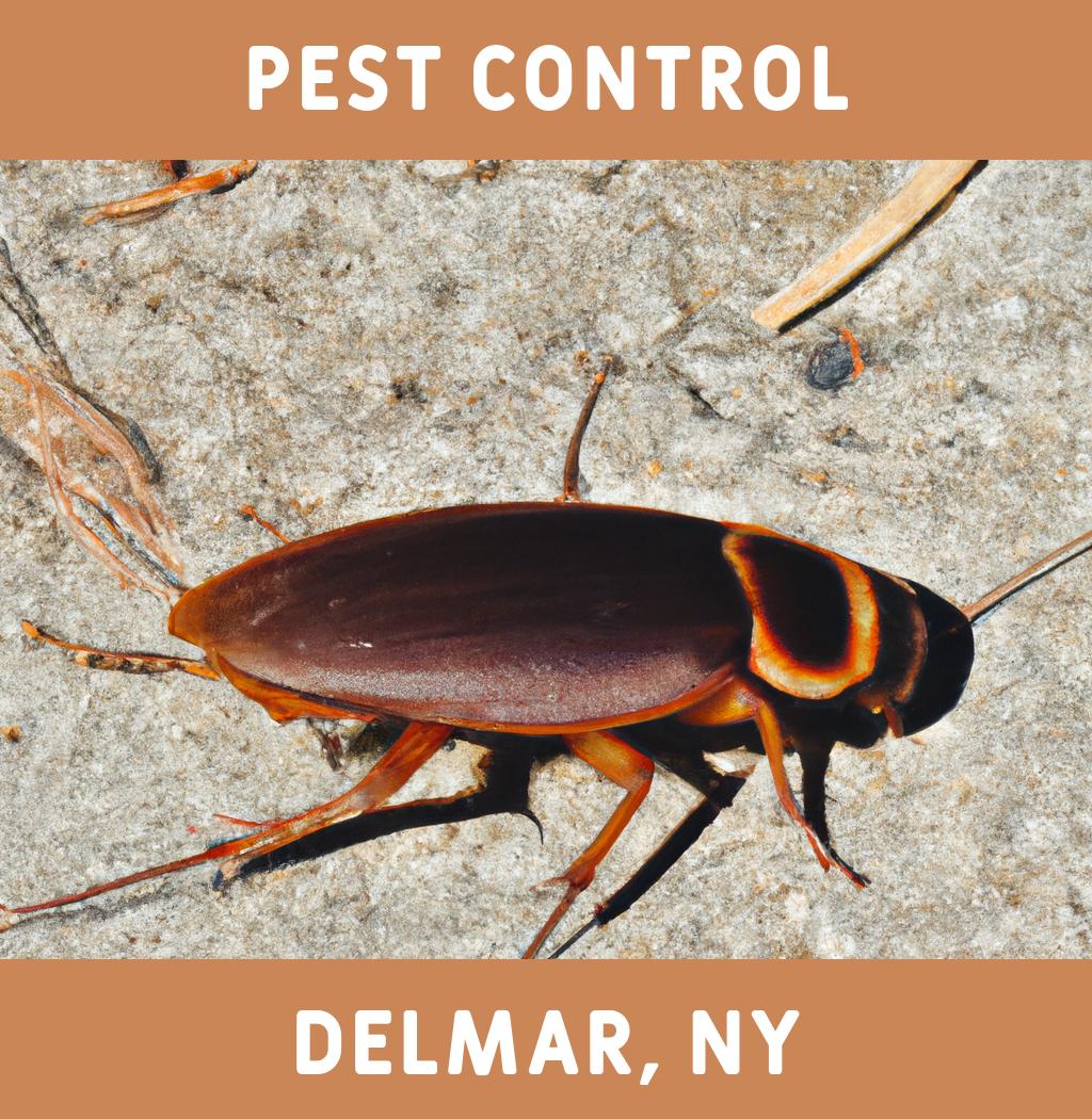 pest control in Delmar New York