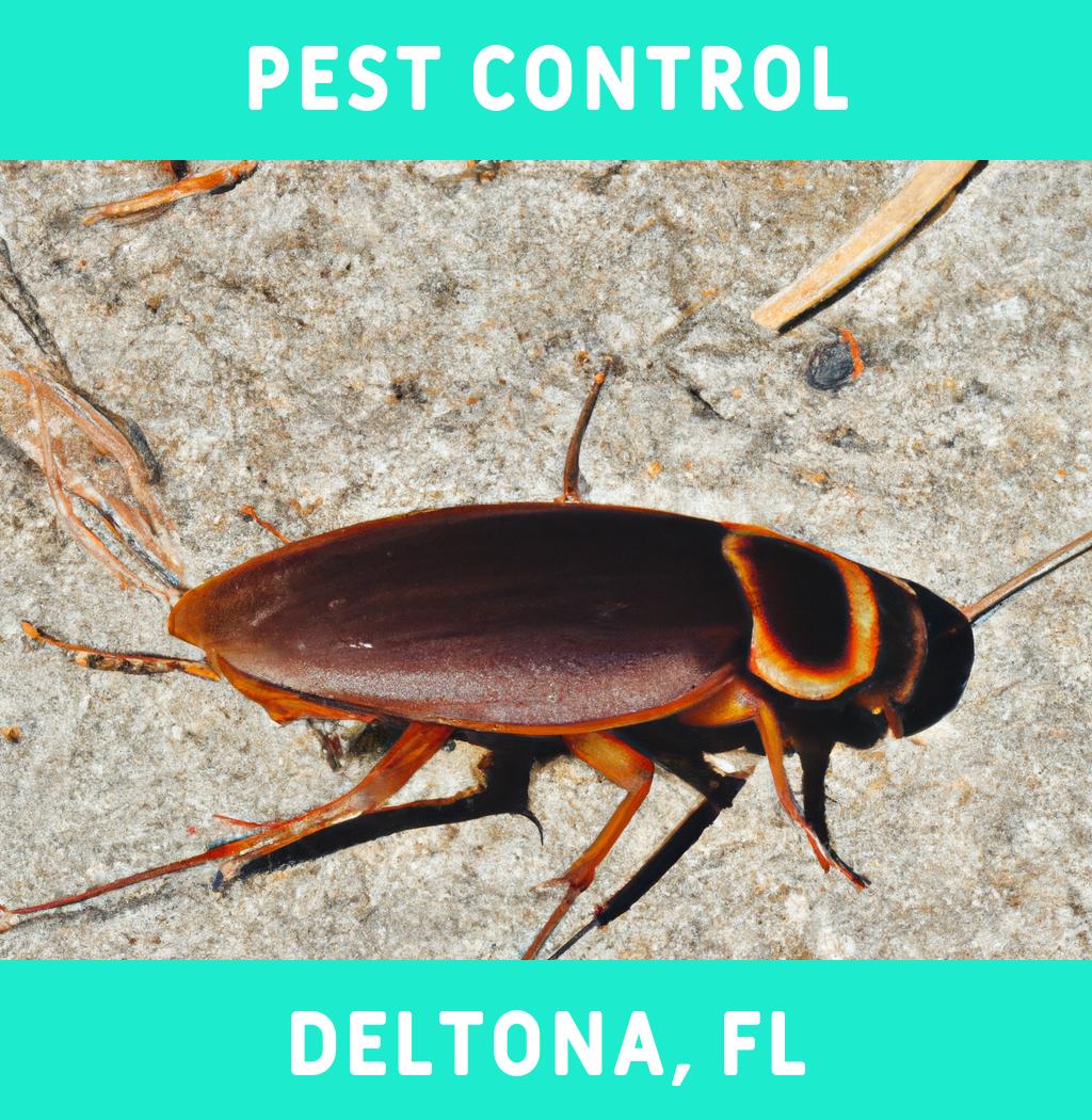 pest control in Deltona Florida