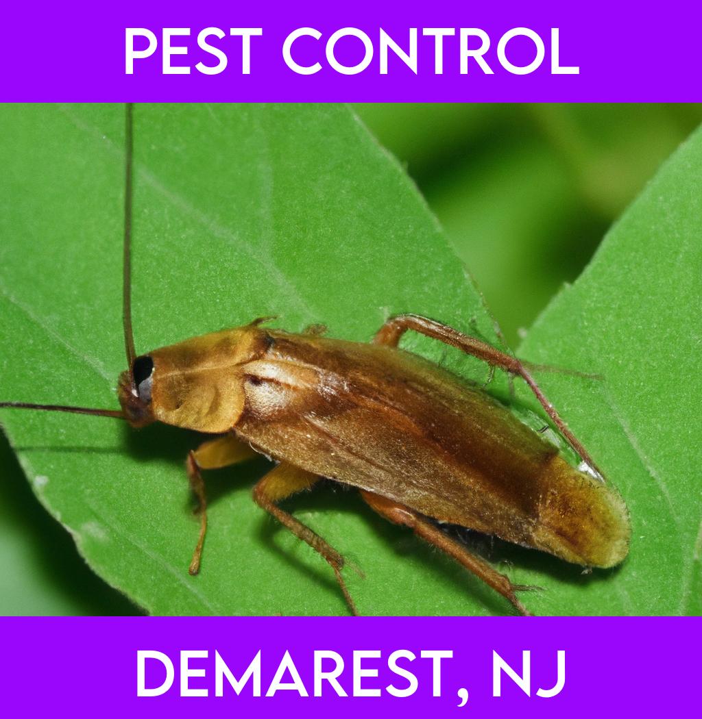 pest control in Demarest New Jersey