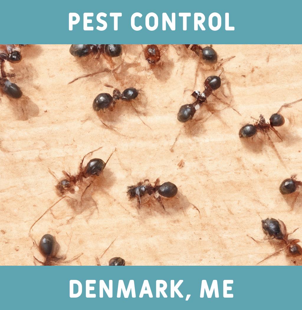 pest control in Denmark Maine