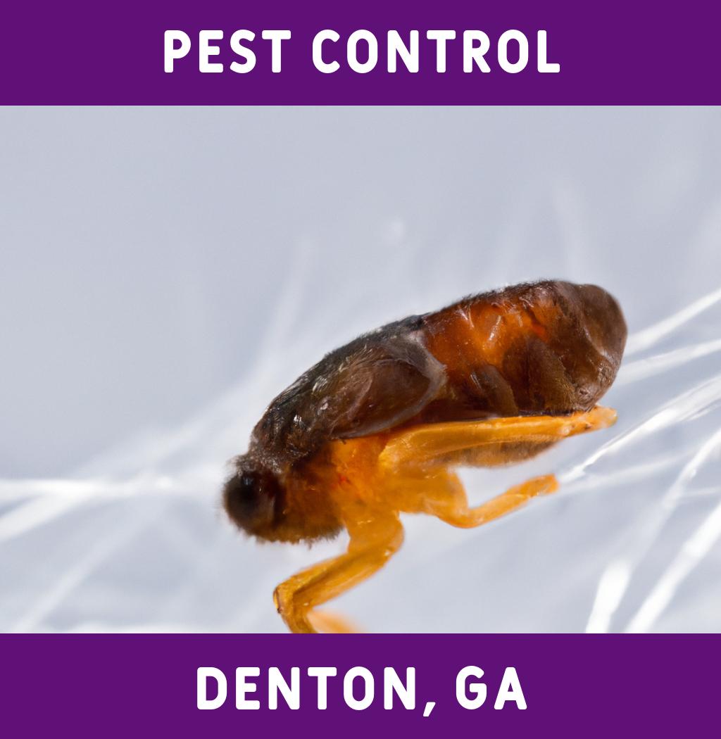 pest control in Denton Georgia