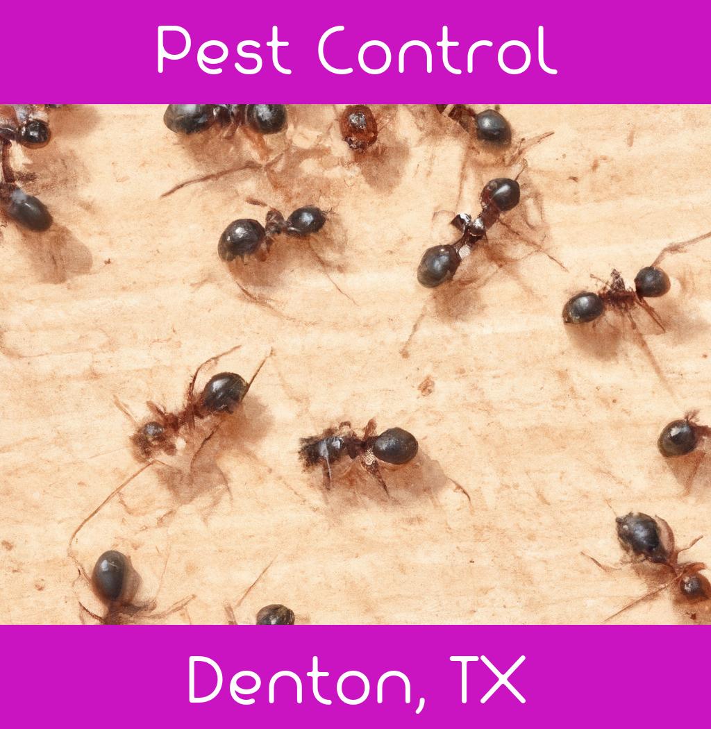 pest control in Denton Texas